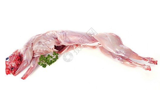 兔子肉草本植物工作室食物香菜兔肉饮食背景图片