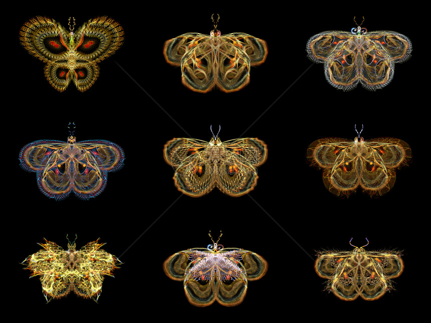 虚拟折形蝴蝶翅膀条纹昆虫漏洞艺术装饰品创造力插图几何学生物学图片