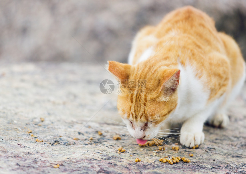 街头猫食食食物石头头发街道岩石宠物毛皮动物哺乳动物小猫图片