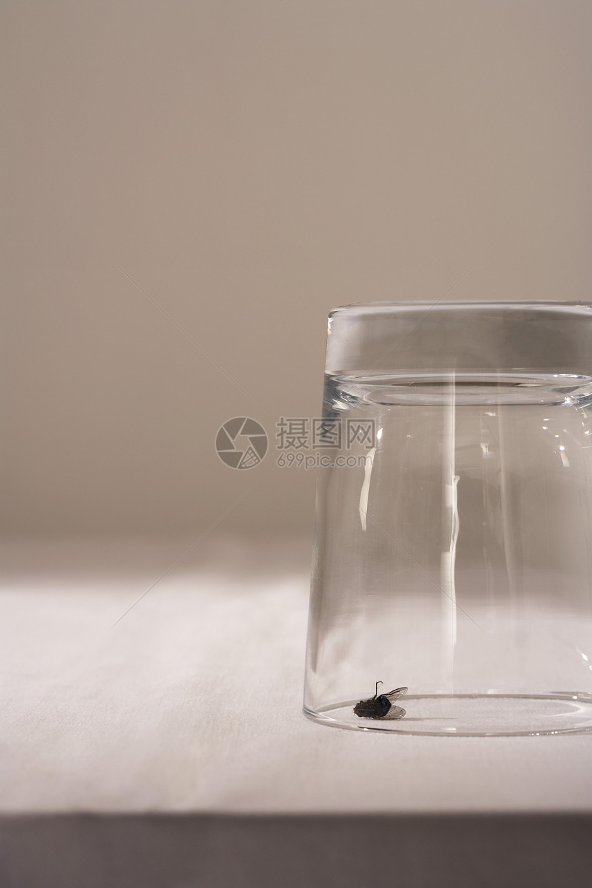 在玻璃下飞在桌上昆虫死亡对象桌布桌子动物水杯图片