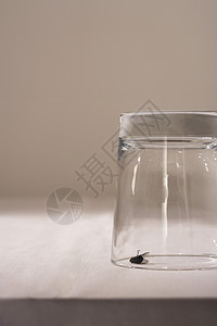 在玻璃下飞在桌上昆虫死亡对象桌布桌子动物水杯背景图片