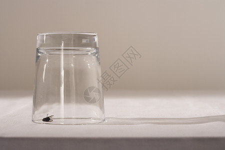 在玻璃下飞在桌上水杯倒挂动物桌布昆虫对象桌子背景图片