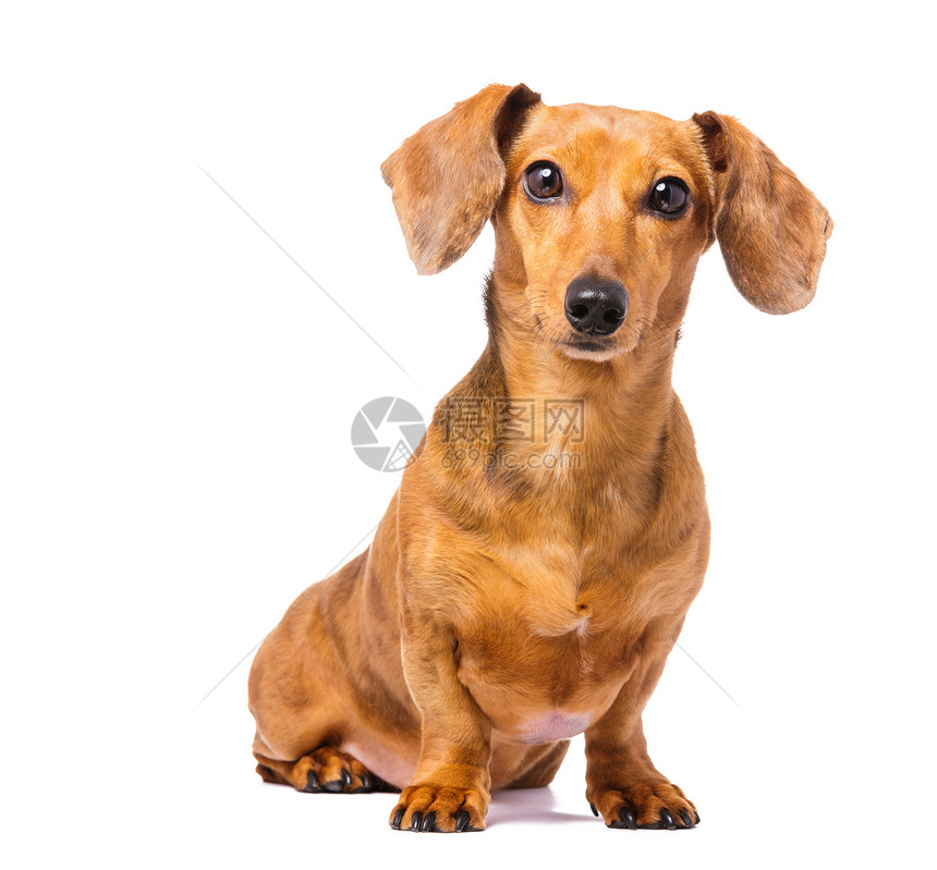 Dachshund 狗狗小狗白色宠物鸭子香肠家养狗图片