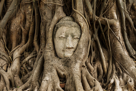 在阿尤塔亚的布谷树上佛头榕树雕像数字雕塑废墟树根精神寺庙文化宗教背景图片