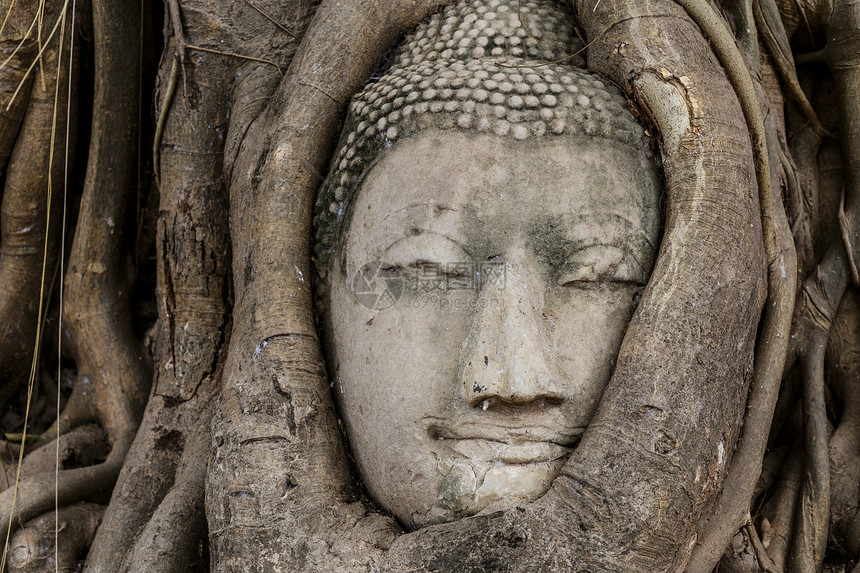 佛头在班扬树上寺庙废墟宗教雕塑雕像纪念碑地标文化树干佛教徒图片