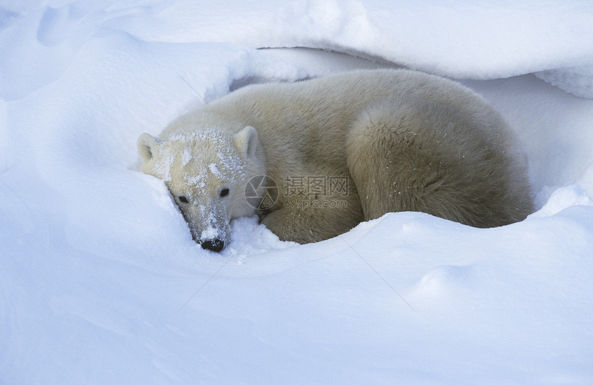 加拿大 丘吉尔极地熊躺在雪中图片