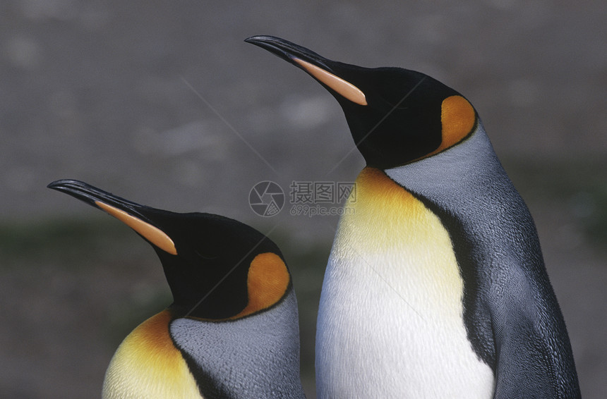 英国南乔治亚岛 两只企鹅国王并肩站立 紧靠侧视图片