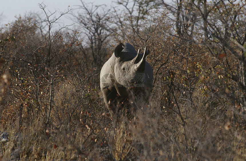 纳米比亚黑犀牛站在灌木丛中图片