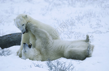 两只熊加拿大 丘吉尔北极熊幼熊在雪中玩耍野生动物幼兽动物北极熊背景