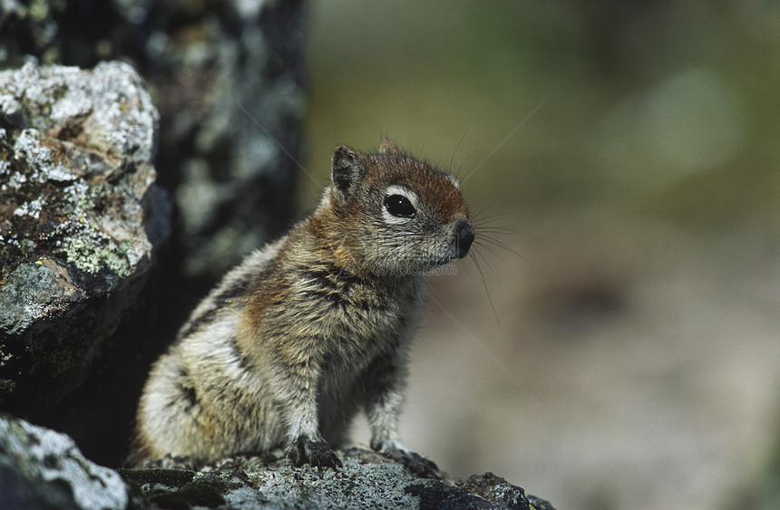 花栗鼠在岩石上动物野生动物警觉好奇心栗鼠图片