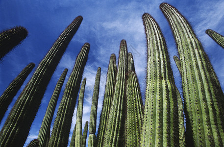 美国亚利桑那州Arizona 风管管道仙人掌对天空低角度视图背景图片