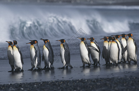 南桑威奇群岛英属南乔治亚岛企鹅王殖民地在海滩边行军冲浪企鹅大海动物殖民地野生动物海洋背景