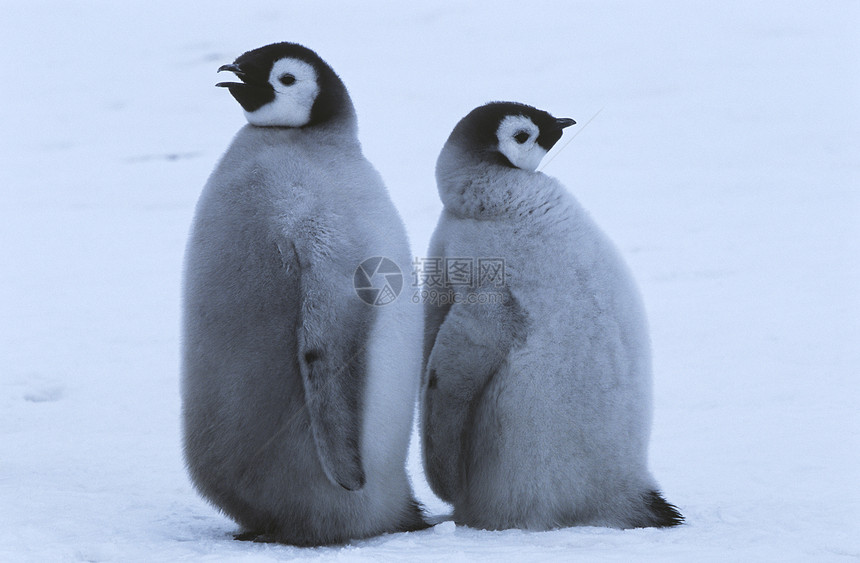 两只年轻的企鹅皇帝 背靠背站着图片