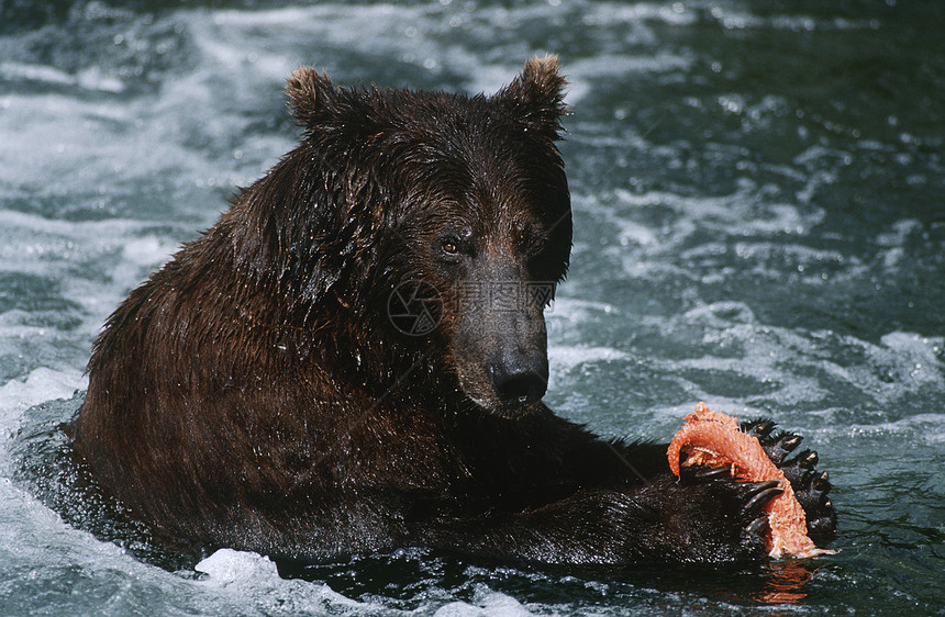 美国阿拉斯加Katmai国家公园棕熊棕熊在河中食用鲑鱼图片