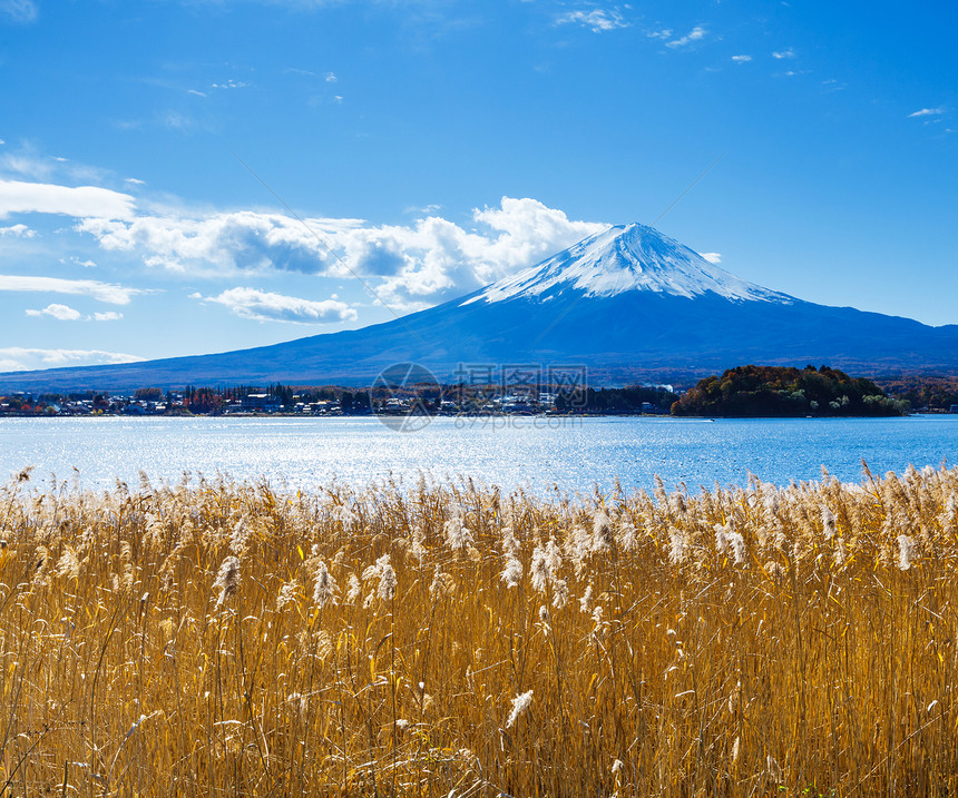 富士山和湖公吨顶峰火山树枝植物芦苇稻草杂草图片