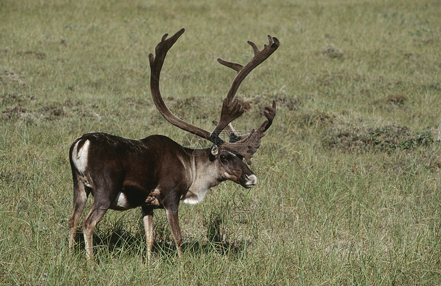 美国阿拉斯加Caribou在野外站立图片