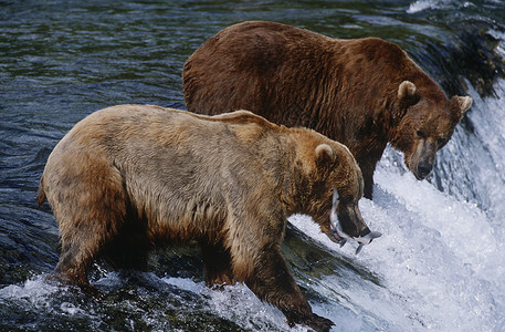 阿拉斯加鲑鱼美国阿拉斯加Katmai国家公园 两只棕熊捕捉鲑鱼 站在瀑布边视图的河流上背景