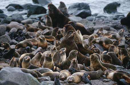 美国阿拉斯加圣保罗岛北波海豹聚居地在岩石海岸高清图片