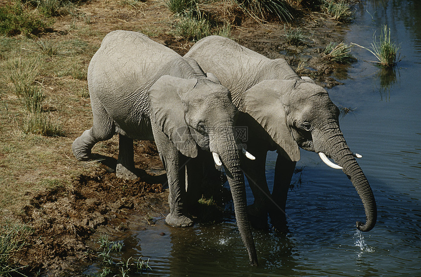 纳米比亚两份非洲布什大象饮用水 来自河流高端视图丛林哺乳动物高架大象野生动物动物图片
