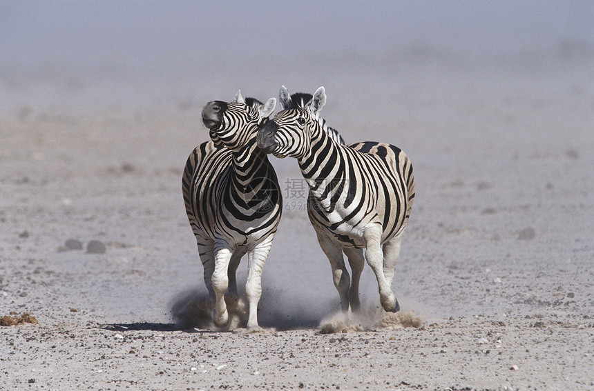 纳米比亚Etosha Pan 2 Burchell的斑马肩并肩奔跑图片