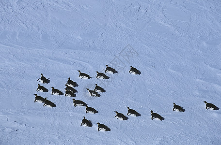 南极洲企鹅皇帝的大陆架殖民地高清图片