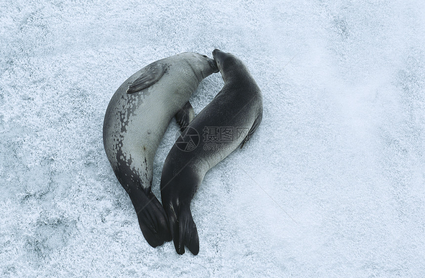 2个Weddell海豹 上面的冰视图图片