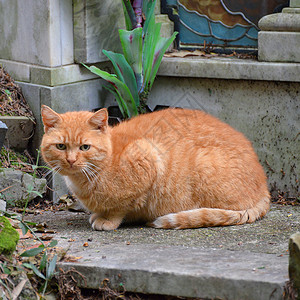 7条生命红猫孤独猫咪哺乳动物猫科动物生物宠物健康警报红色背景