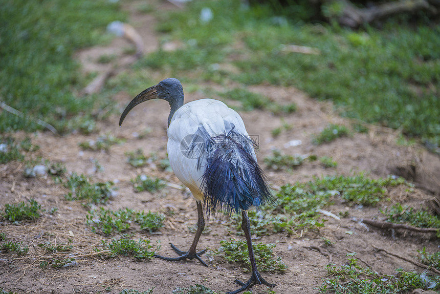 非洲神圣的ibis 希腊神话储备眼睛总线荒野灰色动物野生动物翅膀羽毛鸟类图片