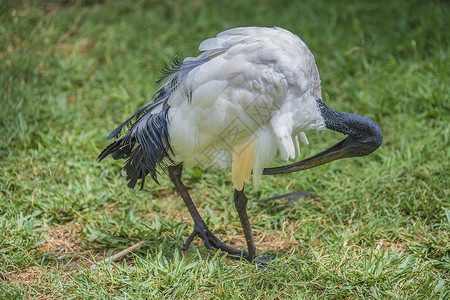 非洲神圣的ibis 希腊神话鸟类眼睛灰色白色储备总线翅膀野生动物黑色羽毛背景
