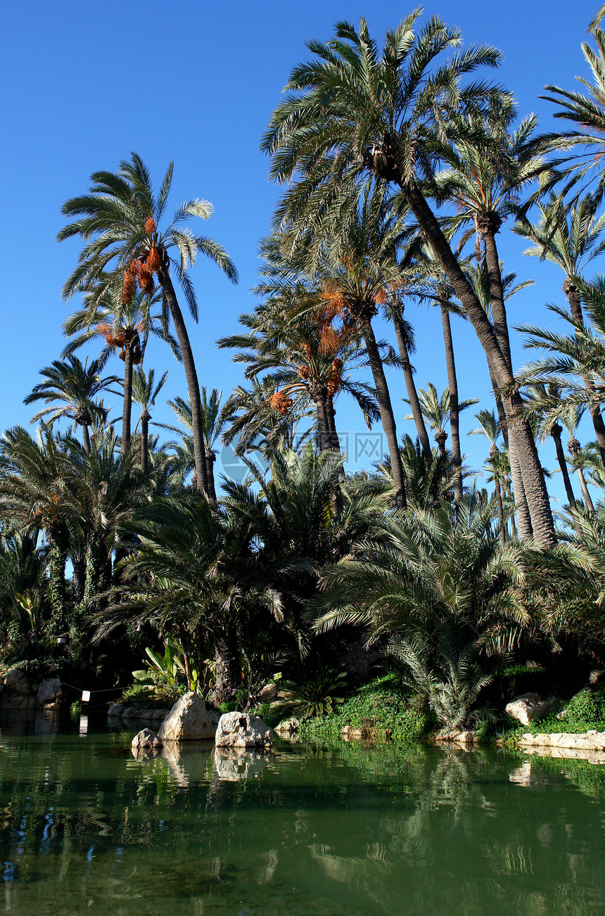 西班牙阿利坎特棕榈园园林森林绿化热带植物植物群异国喷泉历史石头图片