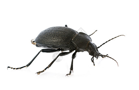 焦骨蟑螂甲虫野生动物鞘翅目工作室森林黑色动物高清图片
