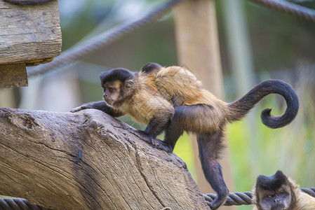 卷尾猴 大肠棕色丛林濒危异国动物群脊椎动物野生动物森林情调毛皮背景图片