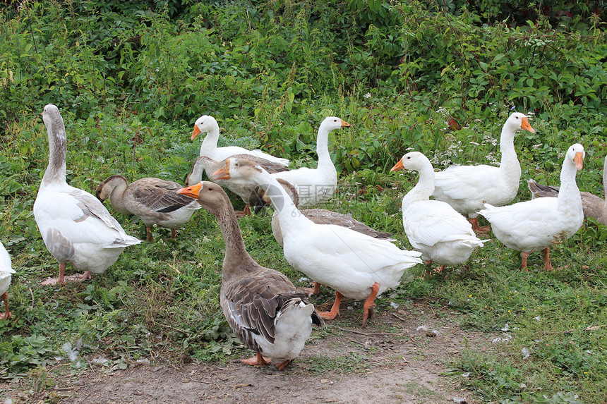 白鹅飞在草地上天空食物宠物院子航班羽毛小鹅家禽农村鸭子图片
