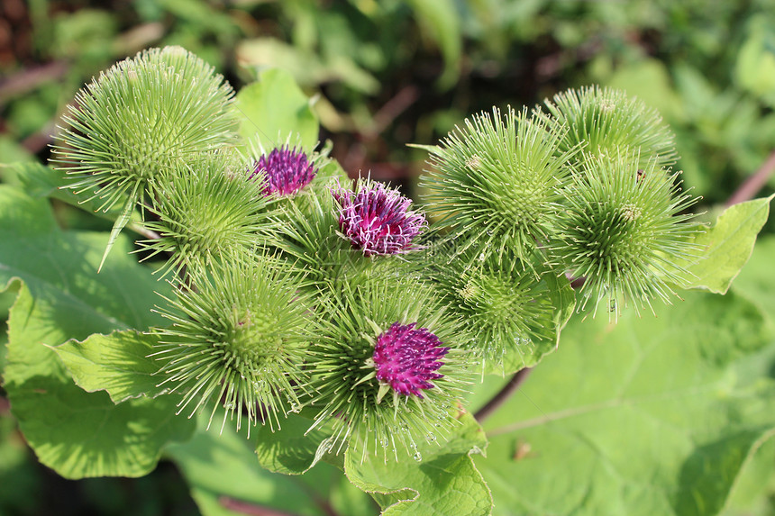 盛开的鲜花蚊子害虫植物发烧枝条场地昆虫漏洞荒野倒钩图片