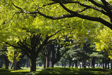 北之丸公园日本 东京马鲁努吉商业区公园树木公园商业商业区城市位置绿色背景