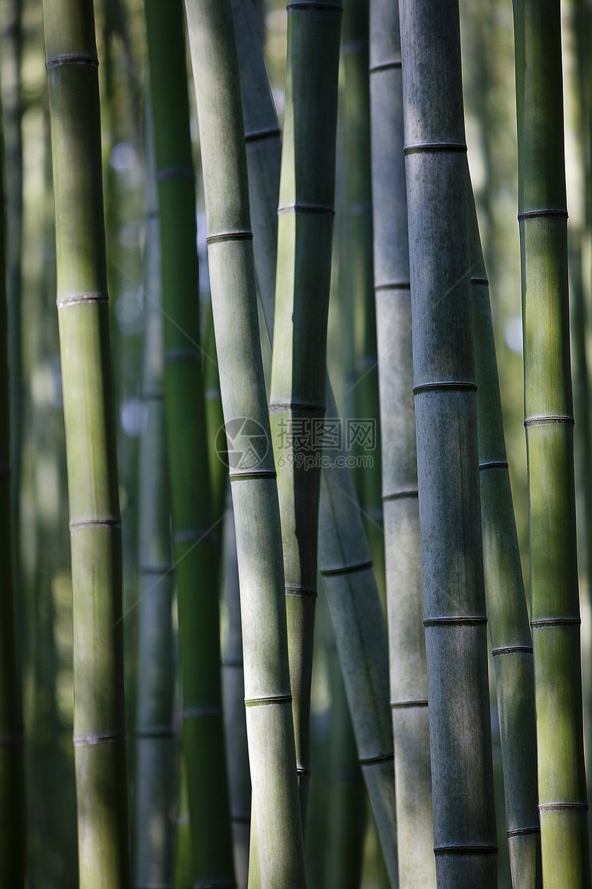 日本京都竹林近身生长竹子森林阳光绿色图片