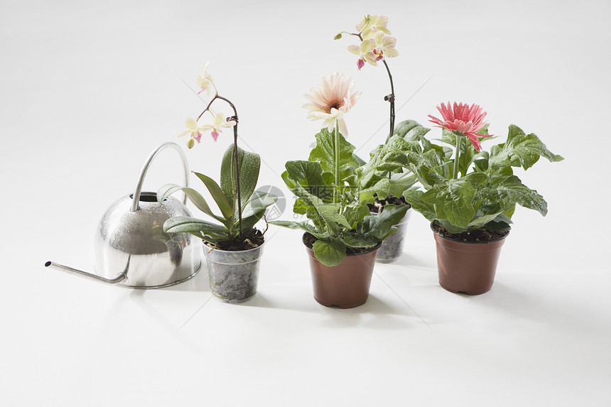 四株花盆和水罐放在地板上花朵喷壶兰花园艺物体盆栽图片