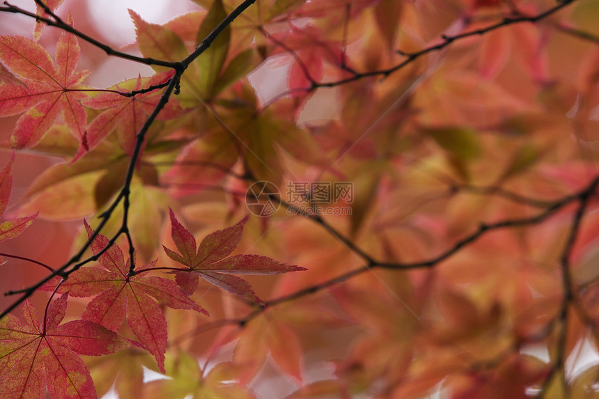 日本寺庙的秋色绿树花园日光公园季节叶子枫树树叶前景树木生长图片
