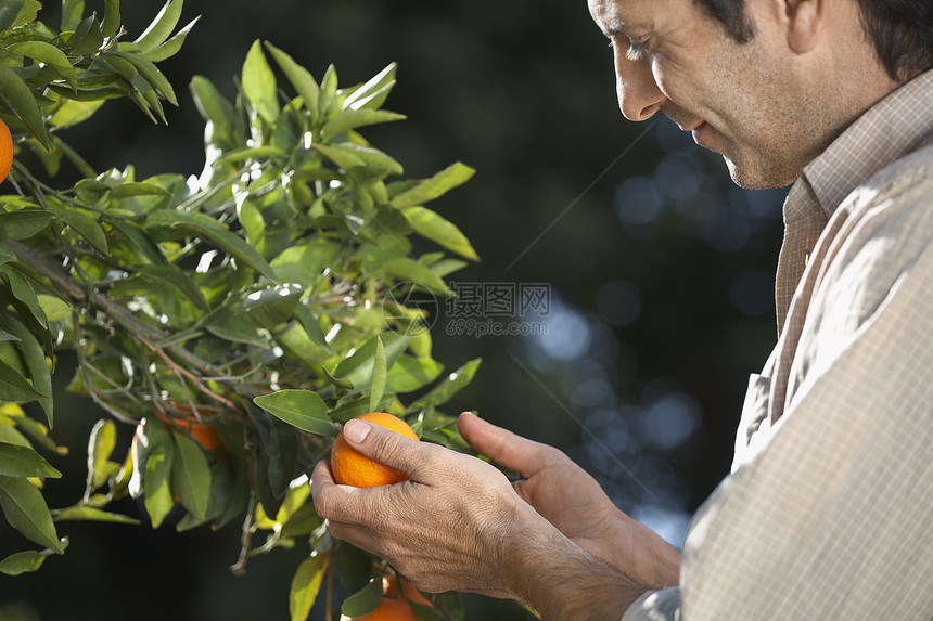 中年农民检查农场树上的橙子图片