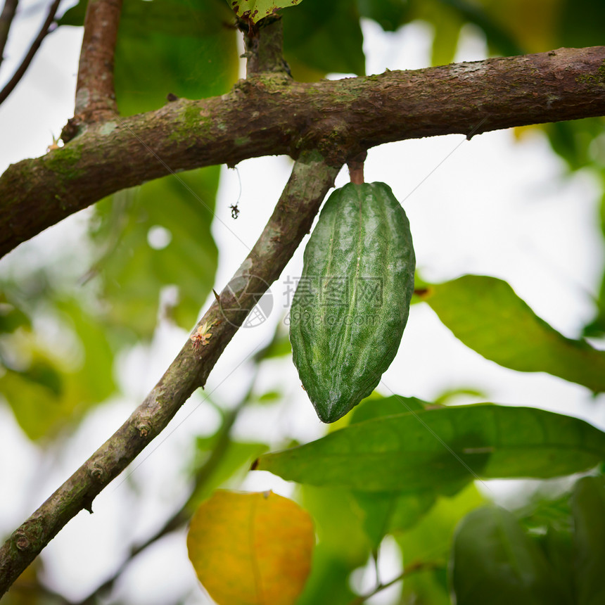 树上的可可豆巧克力情调种子食物植物学热带花园植物群树干生长图片