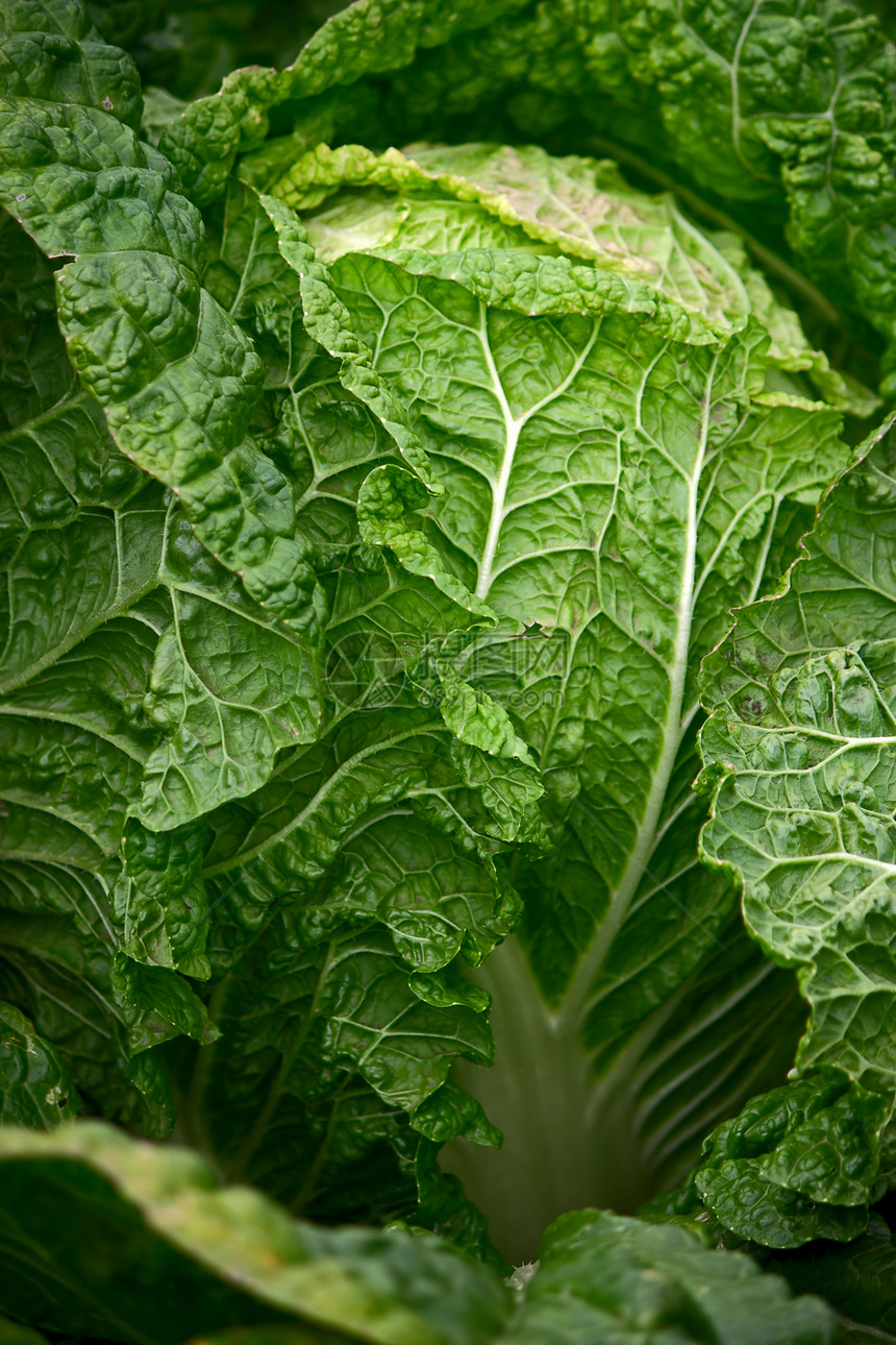 白菜食物照片蔬菜生态植物植物学树叶绿色图片