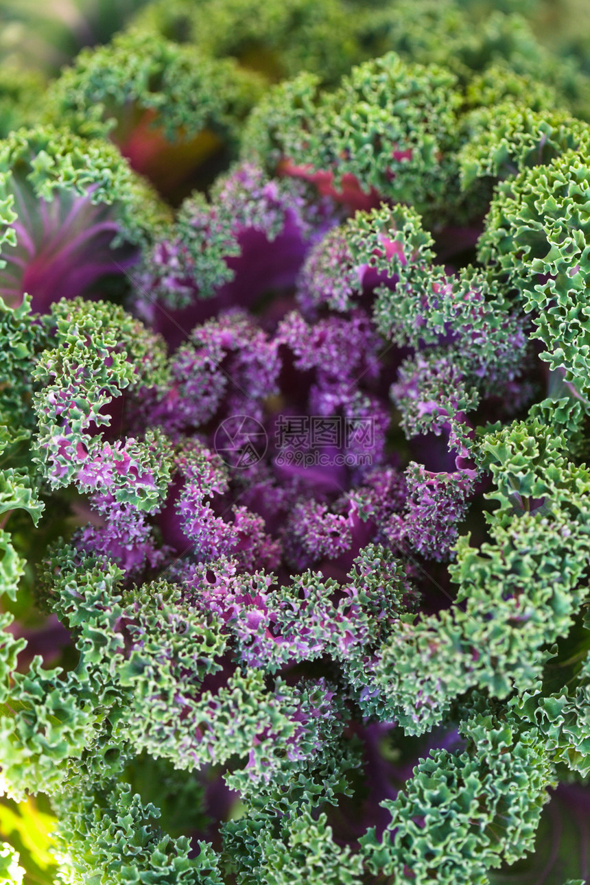 装饰性卷心菜粉色食物叶子植物蔬菜绿色紫色生长园艺季节性图片