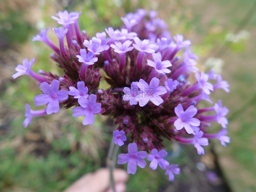 近身紫色园艺粉色花朵花瓣图片