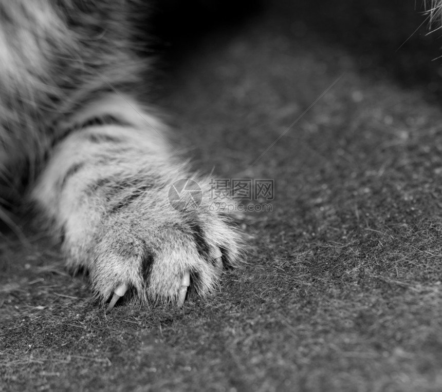 猫脚动物哺乳动物猫科动物脚趾粉色虎斑爪子宠物灰色白色图片