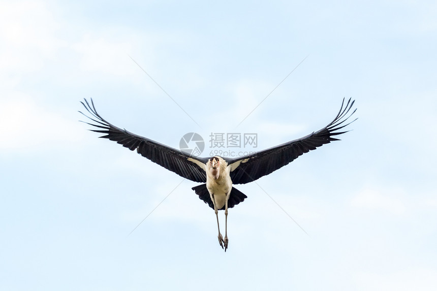 在飞行中瘦腿清道夫送葬者披风翅膀野生动物航班图片