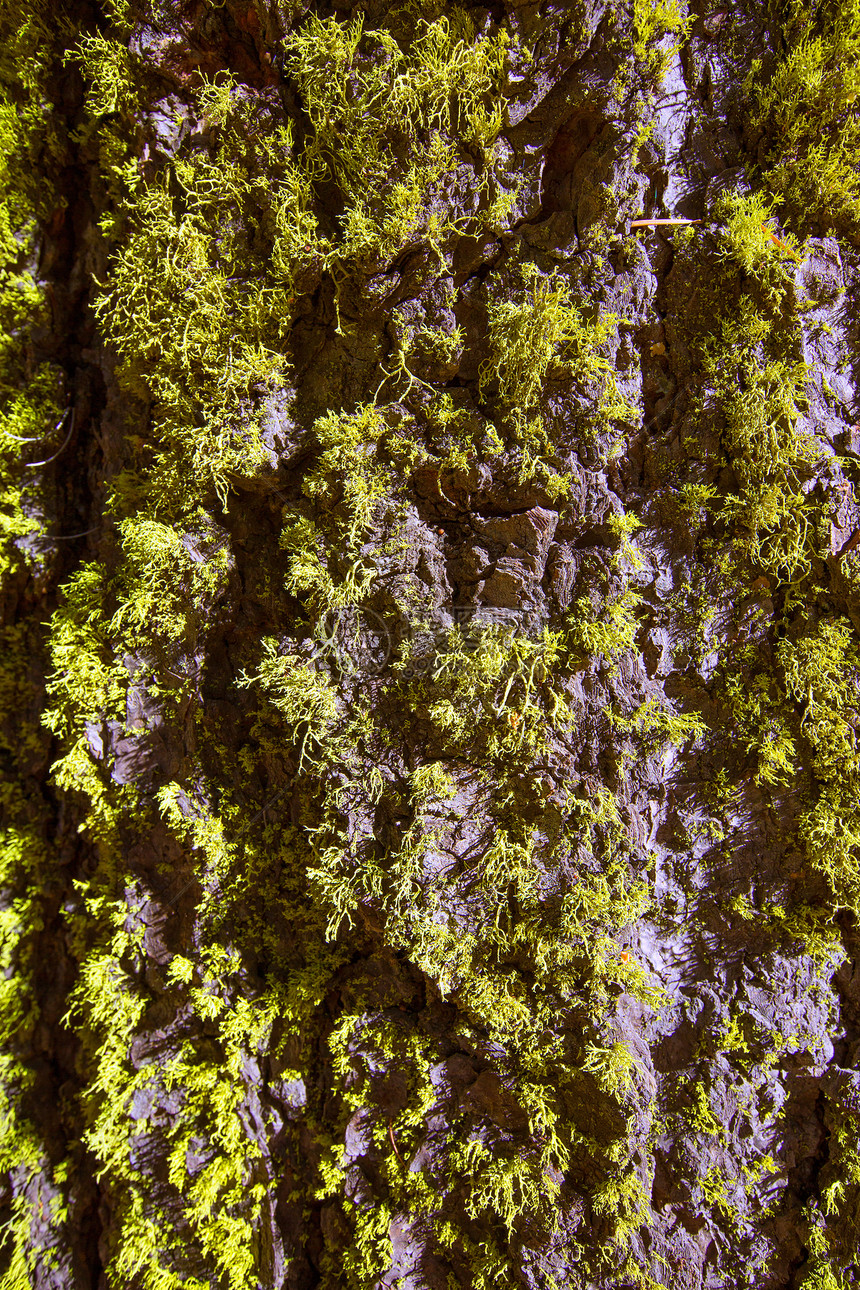 塞科亚树皮上的石灰苔图片