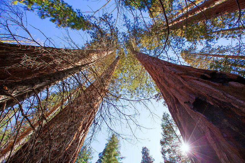加利福尼亚州自下而上红杉石头地标树干天空苔藓国家世界遗产岩石太阳图片