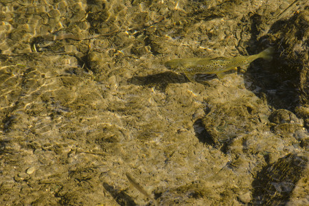 单个鱼素材棕鳟脊椎动物石头鳟鱼动物野生动物视角淡水游泳水平背景