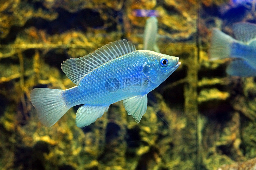 水族馆中的蓝鱼图片