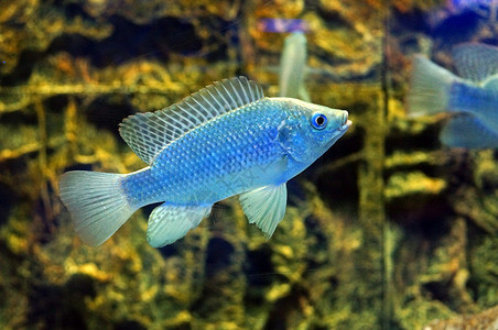 水族馆中的蓝鱼背景图片